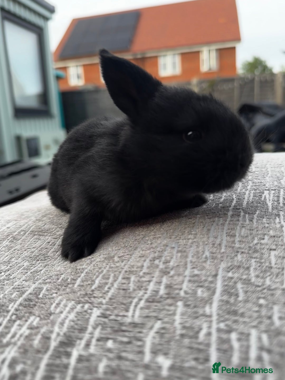 Mini Lop rabbits for sale: Mini Lop Babies ready to reserve - Image 8