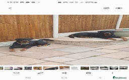 Rottweiler dogs for sale: Kc reg full German champion rottweiler puppies   - Image 22