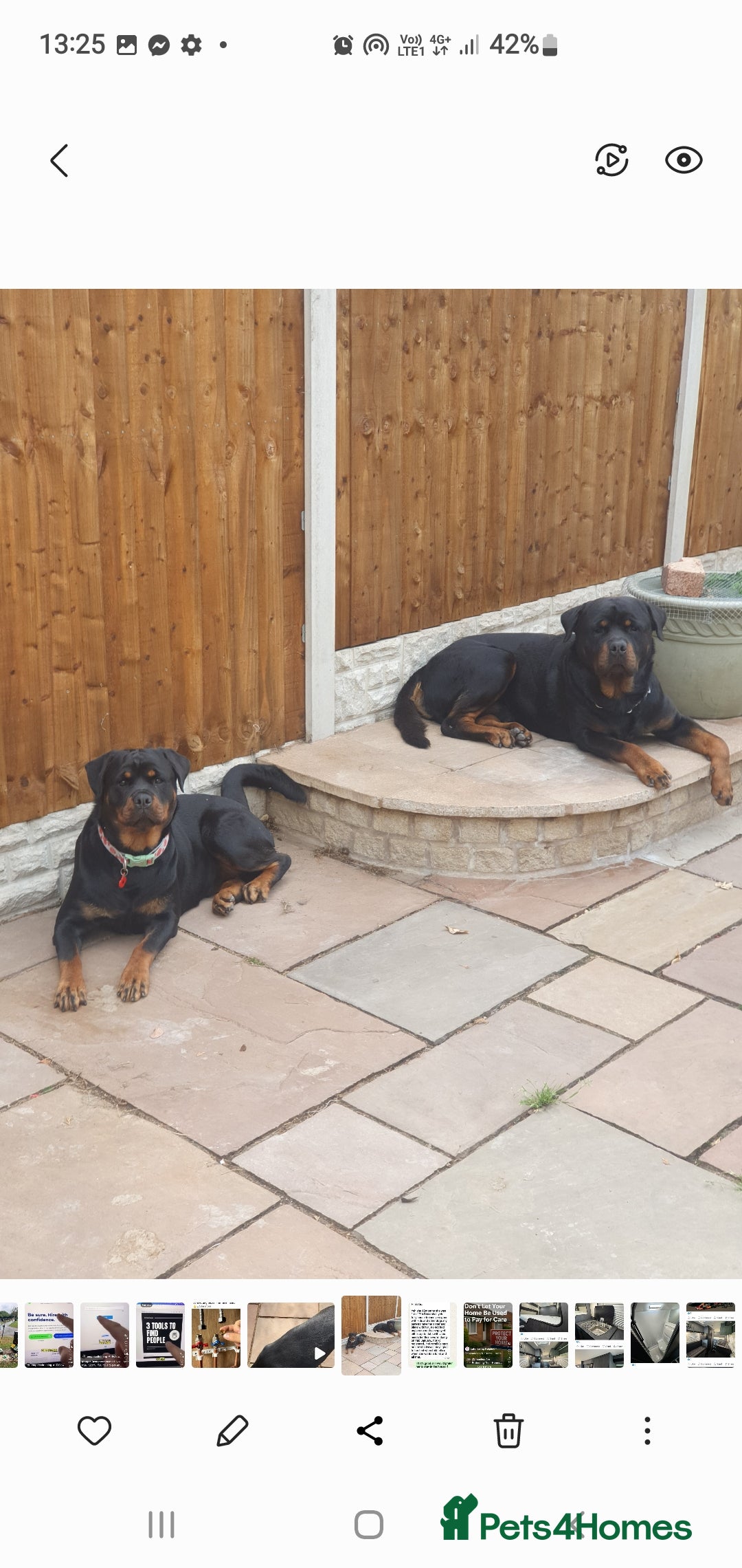 Rottweiler dogs for sale: Kc reg full German champion rottweiler puppies   - Image 22