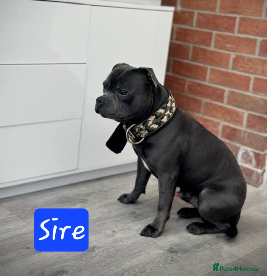 Staffordshire Bull Terrier dogs ROYAL REGIMENT GIRLS KC REGISTERED - Advert 2