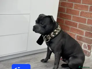 Staffordshire Bull Terrier dogs ROYAL REGIMENT GIRLS KC REGISTERED - Advert 2