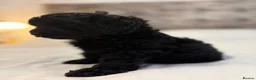 Bordoodle dogs for sale: Miniature Bordoodle Puppies F1BBB in South Shields - Advert 11