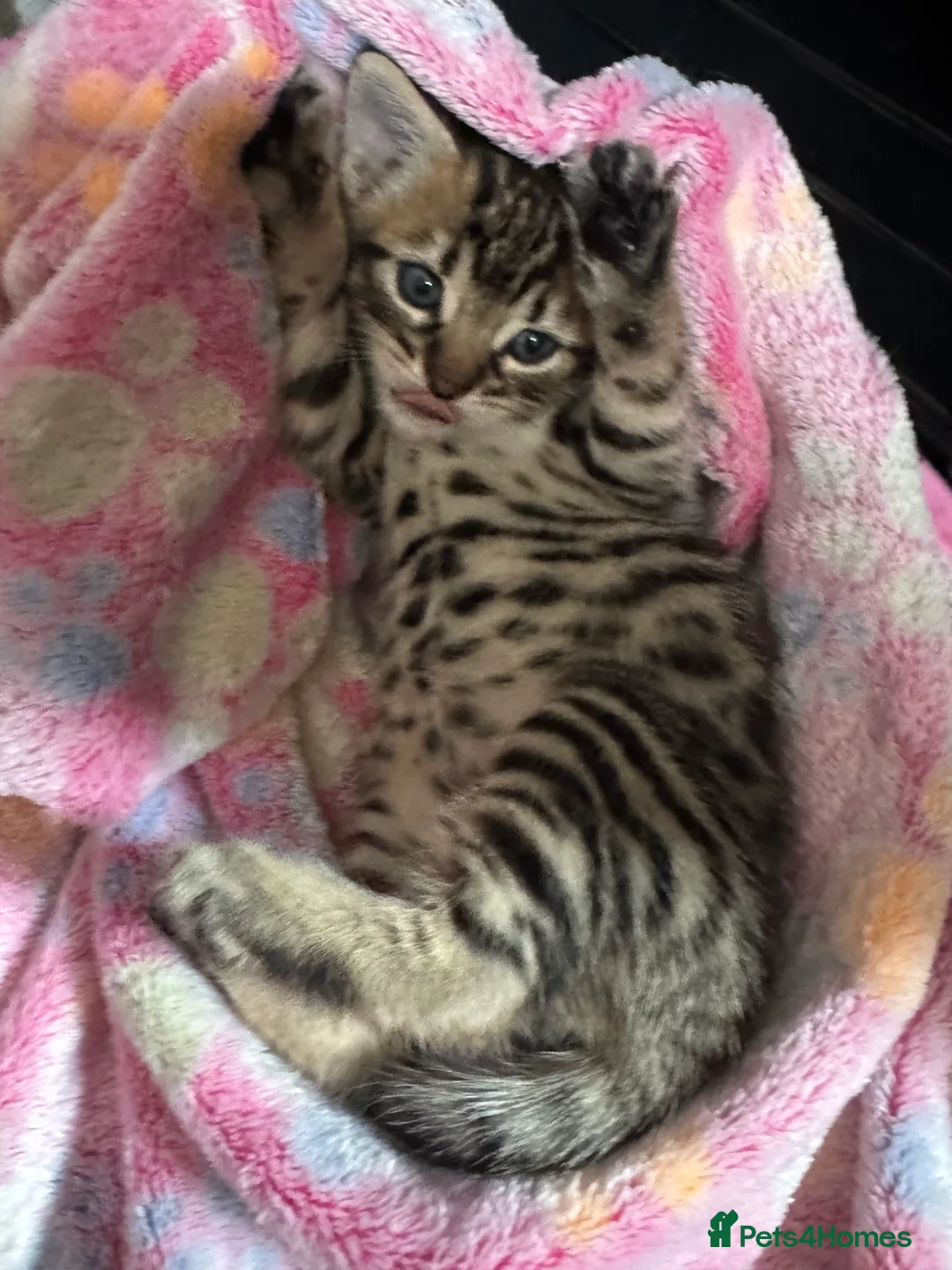 Bengal cats for sale: Bengal mix kittens  in Manchester - Advert 2