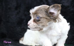 Yorkshire Terrier dogs for sale: Stunning Biro & Merle Yorkie Girls – Ready Nov 25 - Advert 10