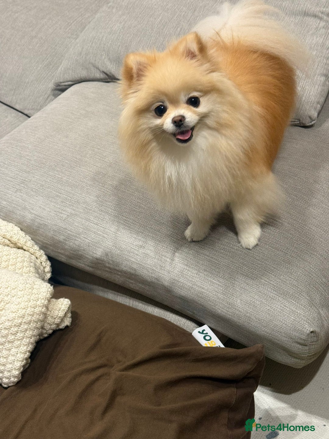 Pomeranian dogs for sale: Gorgeous mini Pom girl - Advert 3