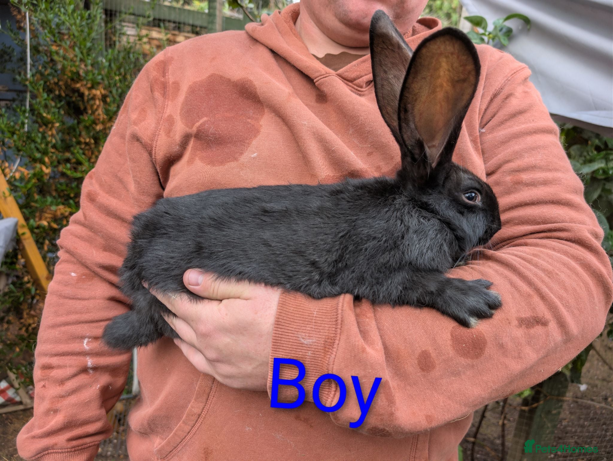 Continental Giant rabbits Continental Giant babies  - Advert 12