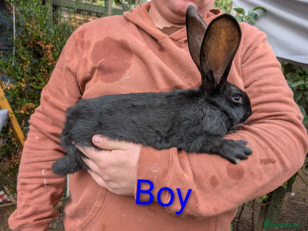 Continental Giant rabbits for sale: Continental Giant babies  - Advert 2