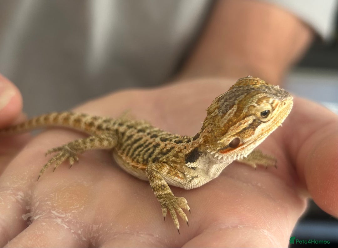 Bearded Dragon reptiles for sale: 15 Baby dearded dragons - Image 6