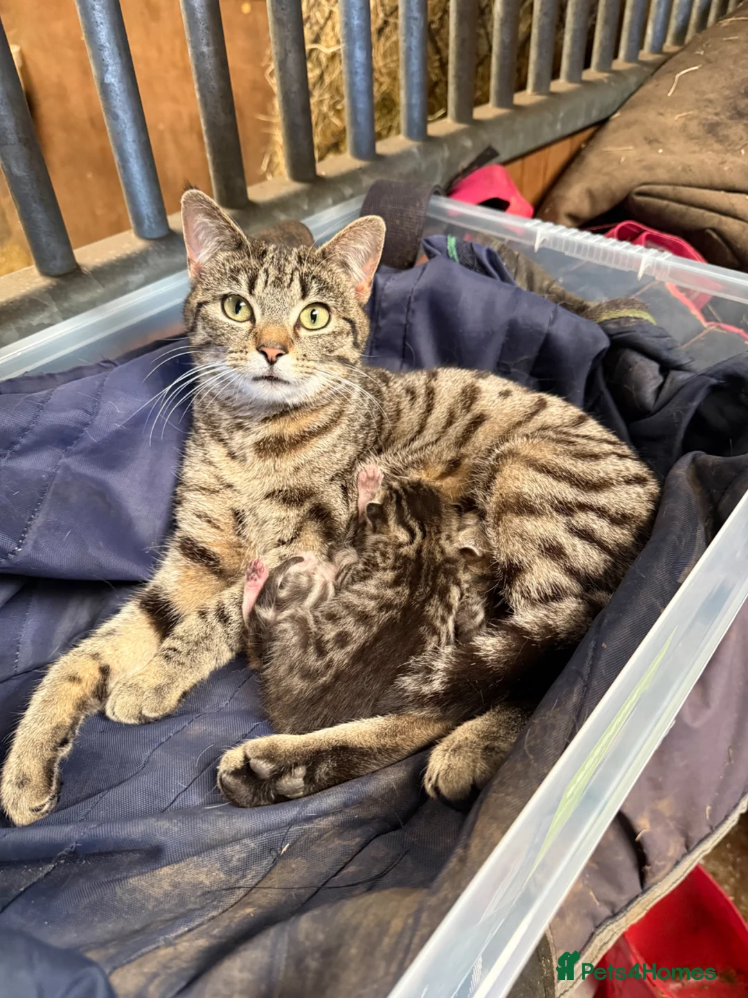 Mixed Breed cats for sale: 2 beautiful kittens  - Advert 4