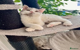 Selkirk Rex cats for sale: Gorgeous Selkirk Rex kittens - Image 16