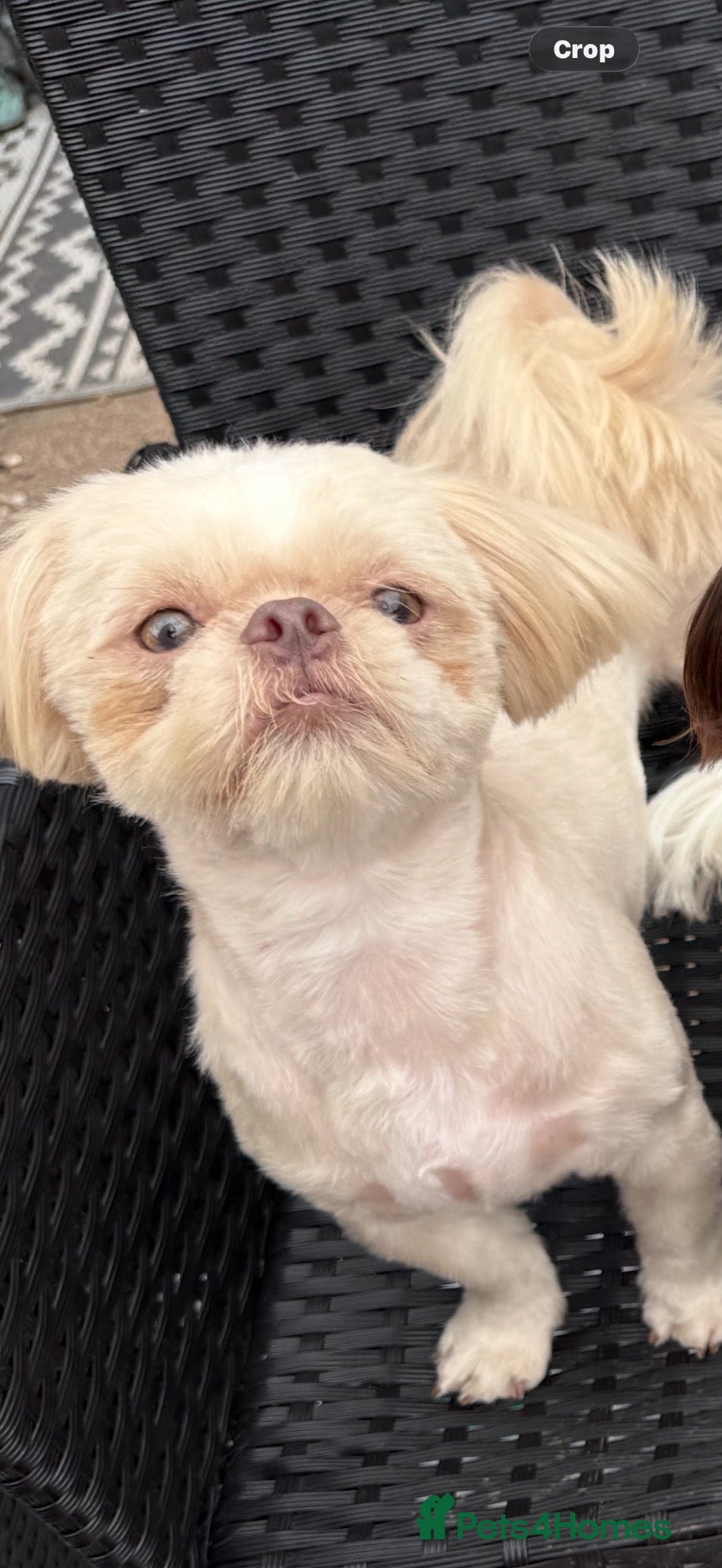 Shih Tzu dogs Rehoming my boy  - Advert 18