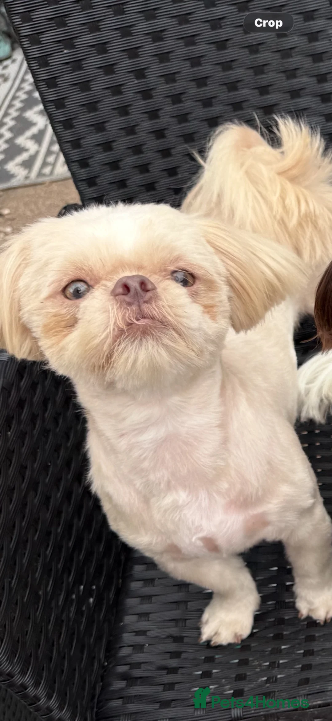 Shih Tzu dogs for sale: Rehoming my boy  - Advert 1