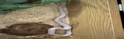 Corn Snake reptiles for sale: Corn snake Snow Tessera + set up in Calne - Advert 2