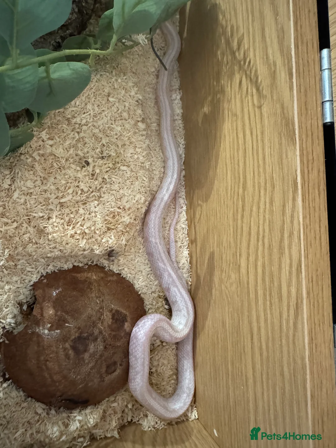 Corn Snake reptiles for sale: Corn snake Snow Tessera + set up in Calne - Advert 2