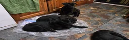 Mixed Breed dogs for sale: ONLY 3 LEFT - Corsodors - Labrador X Corso Puppies - Advert 5