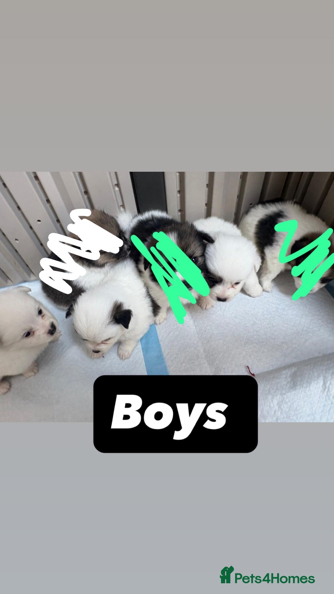 Mixed Breed dogs Beautiful half jack half terrier puppies - Advert 21