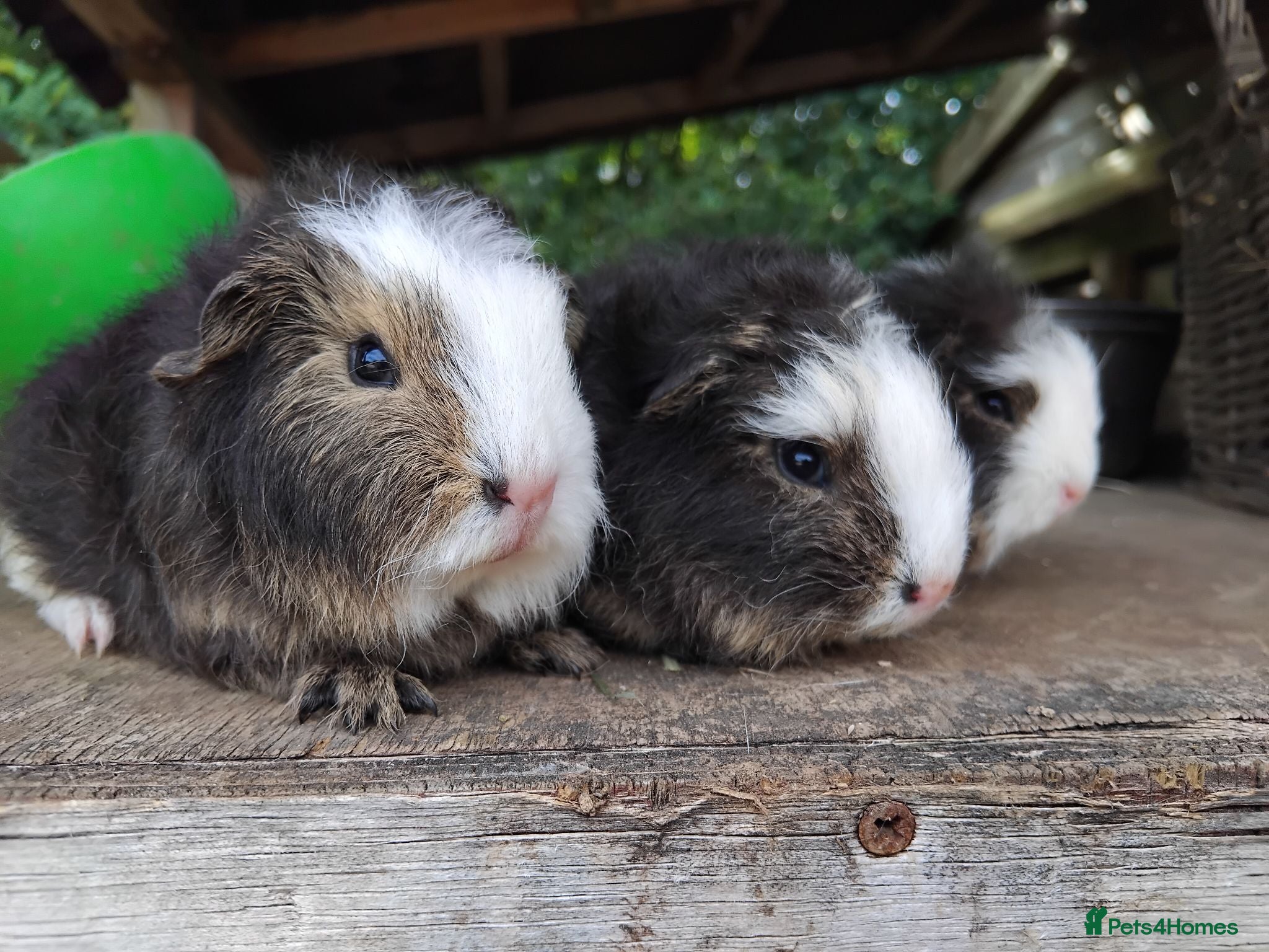 Guinea Pig rodents Three beautiful baby Swiss Brothers.  - Advert 10