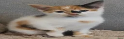 Mixed Breed cats for sale: Female calico kittens  - Advert 4