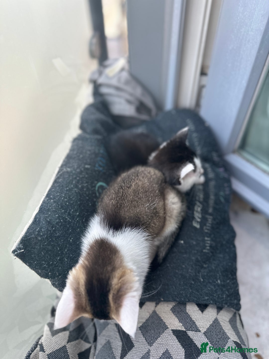Mixed Breed cats for sale: ⭐️⭐️ 2 Males & 1 female mixed breed Kittens!!⭐️⭐️ - Image 15