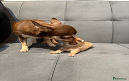 Chihuahua dogs for sale: Smooth coated and apple head chihuahua  - Image 6