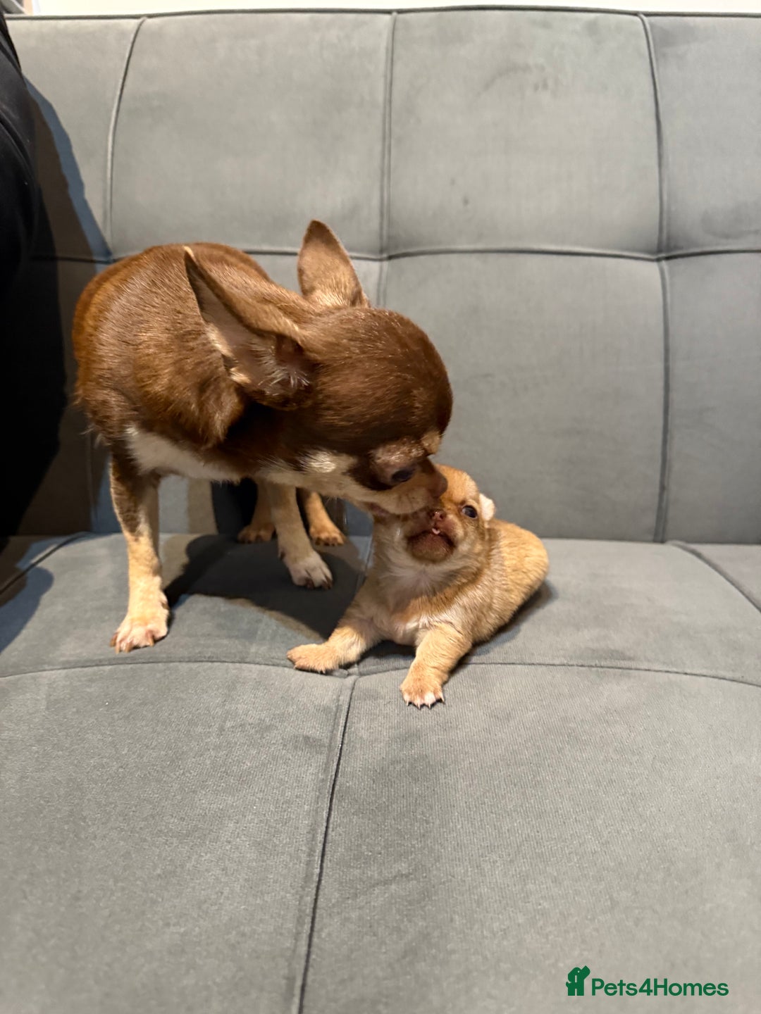 Chihuahua dogs for sale: Smooth coated and apple head chihuahua  - Image 6