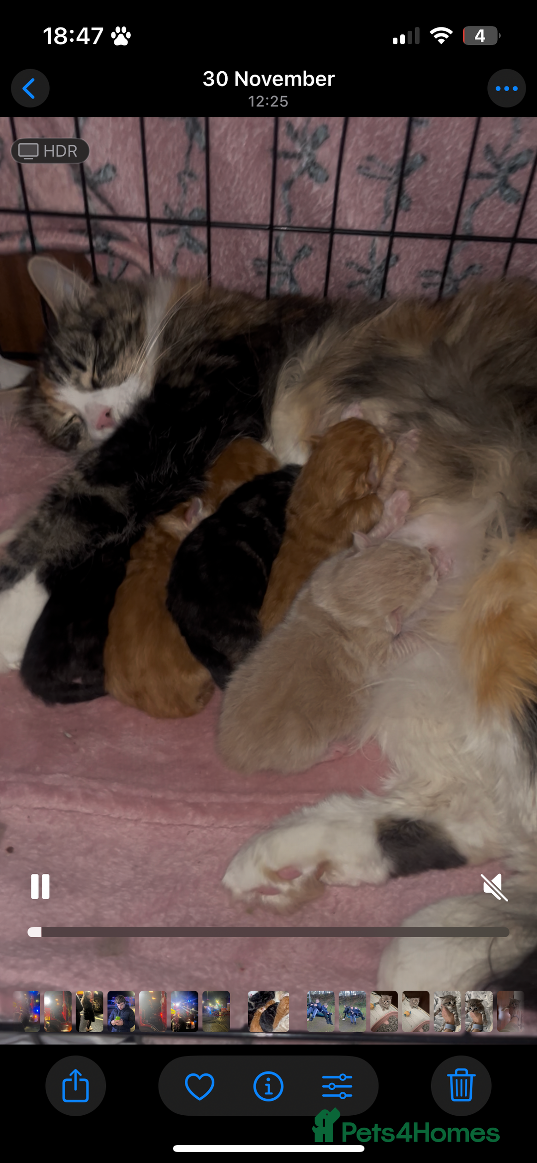 Maine Coon cats for sale: stunning maincoon babies  - Advert 1