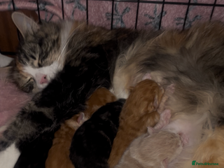 Maine Coon cats stunning maincoon babies - Advert 2