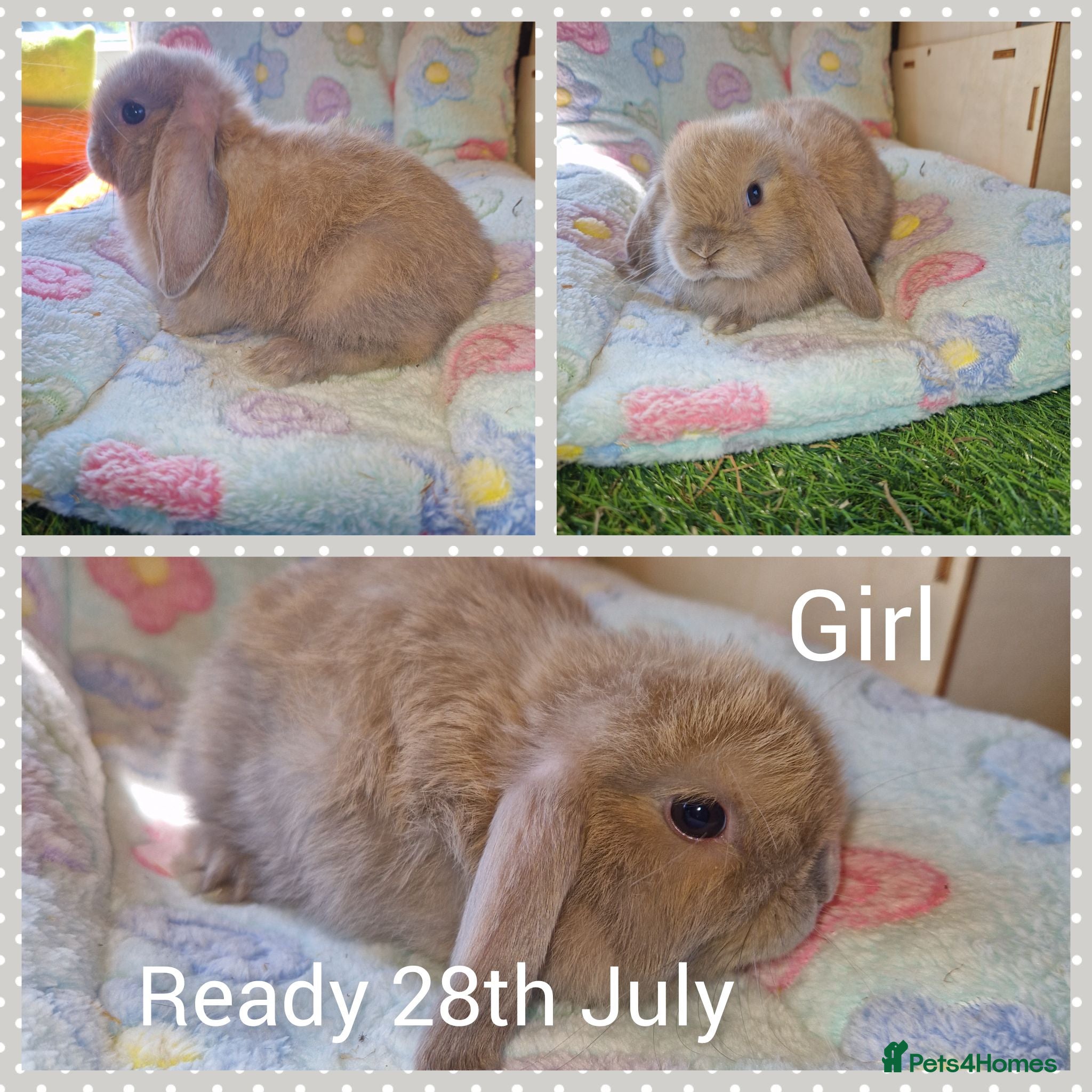 Mini Lop rabbits Mini lop kits  - Advert 6