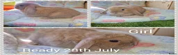 Mini Lop rabbits for sale: Mini lop kits  - Advert 1