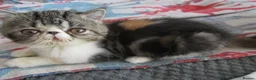 Exotic cats for sale: Super sweet Exotic female kitten READY NOW - Advert 24