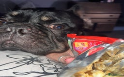 French Bulldog dogs for sale: Urgent rehome needed - Image 9