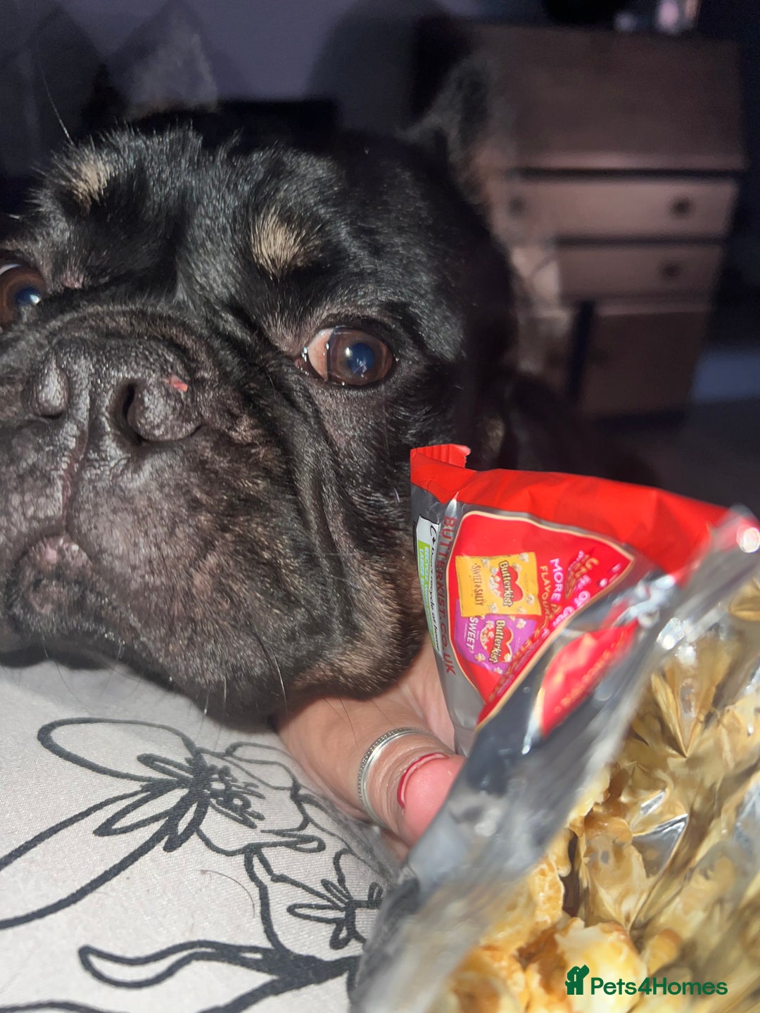 French Bulldog dogs for sale: Urgent rehome needed - Image 9
