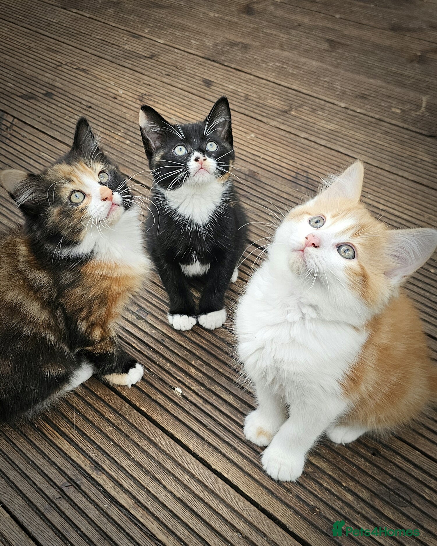 Mixed Breed cats for sale: 3 Lovely Kittens READY FOR A NEW HOME NOW !!! - Advert 1