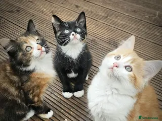 Mixed Breed cats 3 Lovely Kittens READY FOR A NEW HOME NOW !!! - Advert 2