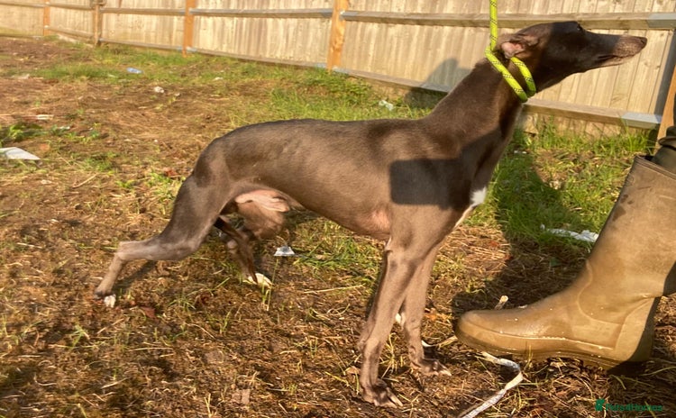 Whippet dogs - Advert 3