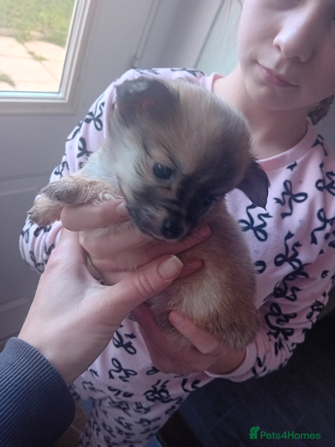 Mixed Breed dogs for sale: Lovely 3/4 chihuahua 1//4 poodle pups available  - Advert 4