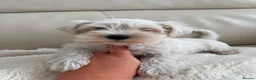 Miniature Schnauzer dogs for sale: Kc registered mini schnauzer - Advert 1