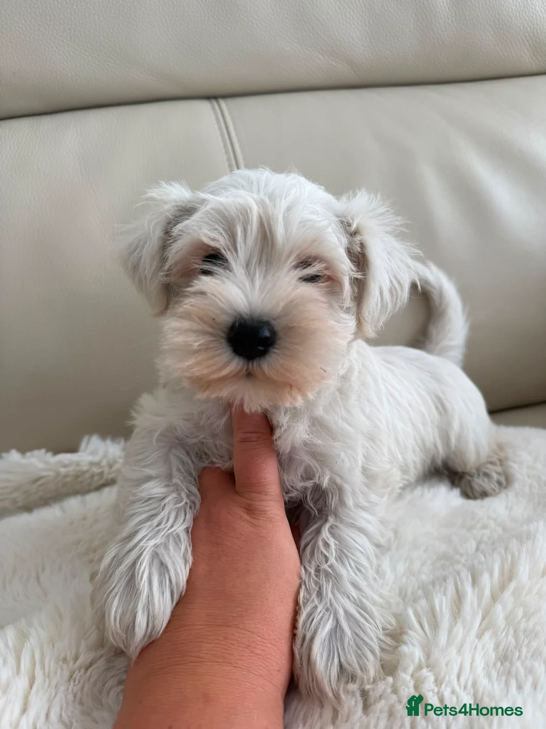 Miniature Schnauzer dogs for sale: Kc registered mini schnauzer - Advert 1