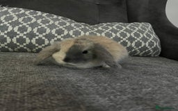 Mini Lop rabbits for sale: Mini lop baby bunnies - Image 2