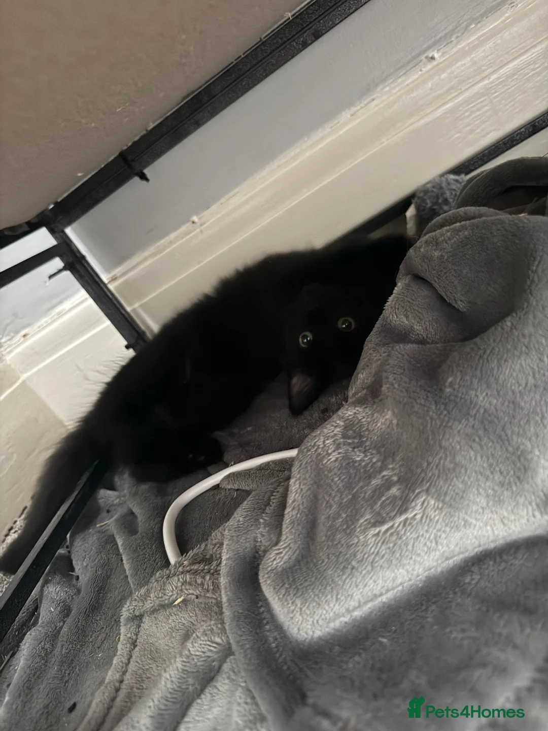 Mixed Breed cats for sale: 3 adorable kittens for sale £100 for all  in Clacton-on-Sea - Advert 5