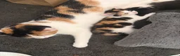 Mixed Breed cats for sale: Kittens - Advert 5