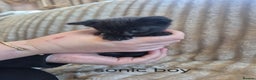 Mixed Breed cats for sale: Sonic for sale - Advert 5