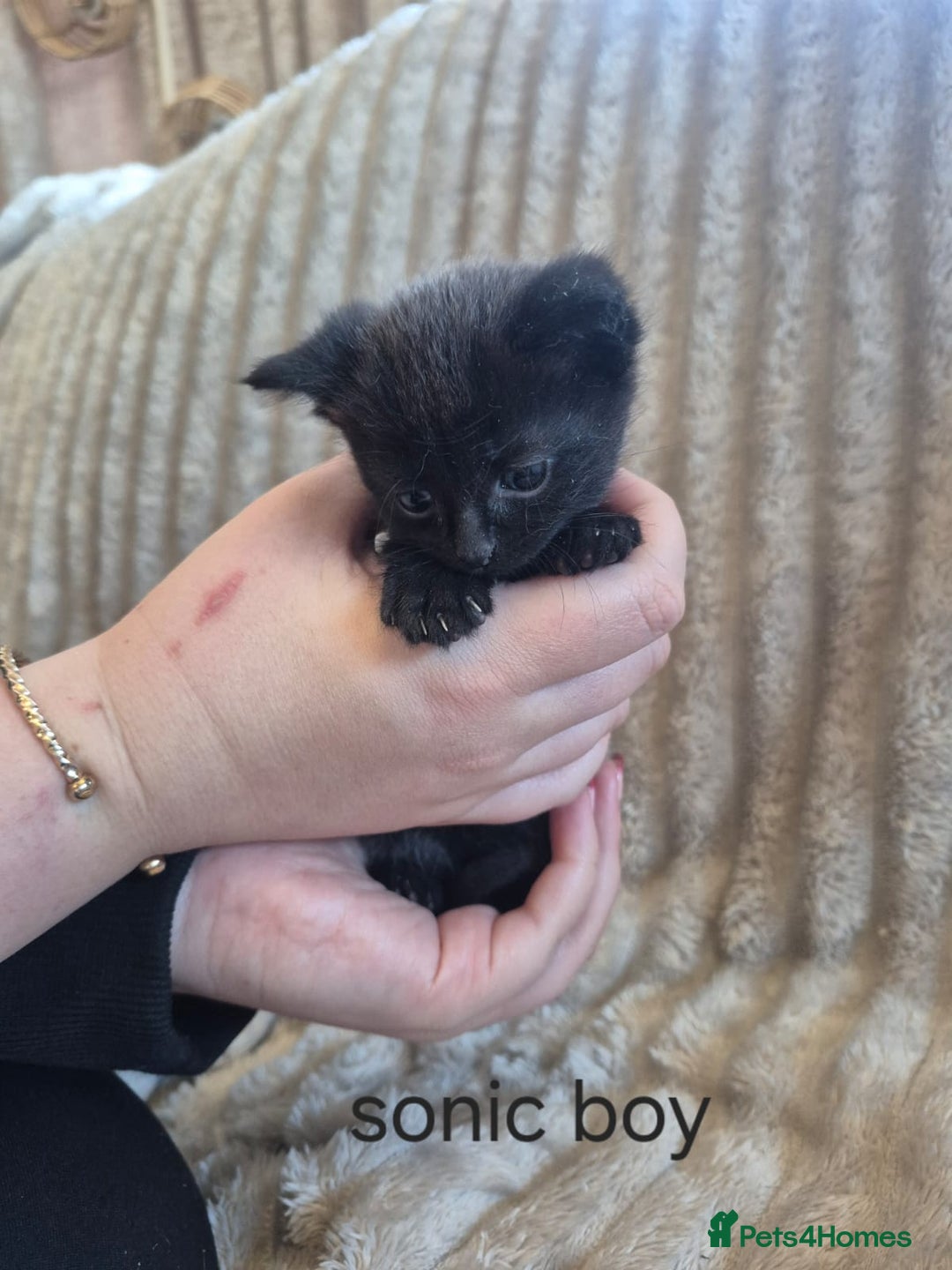 Mixed Breed cats for sale: Sonic for sale - Advert 5