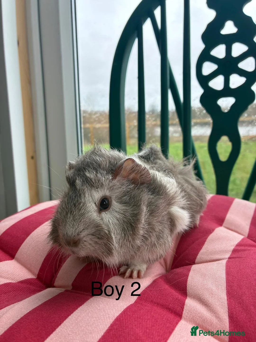 Guinea Pig rodents for sale: Baby guinea pigs for sale  - Advert 4