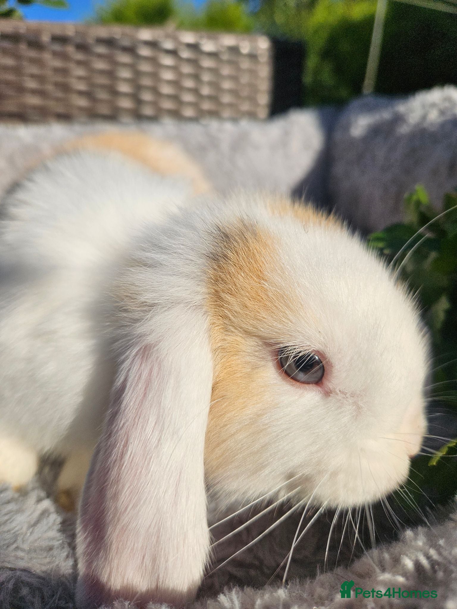 Mini Lop rabbits Beautiful mini lop boys and girls avalible - Advert 1