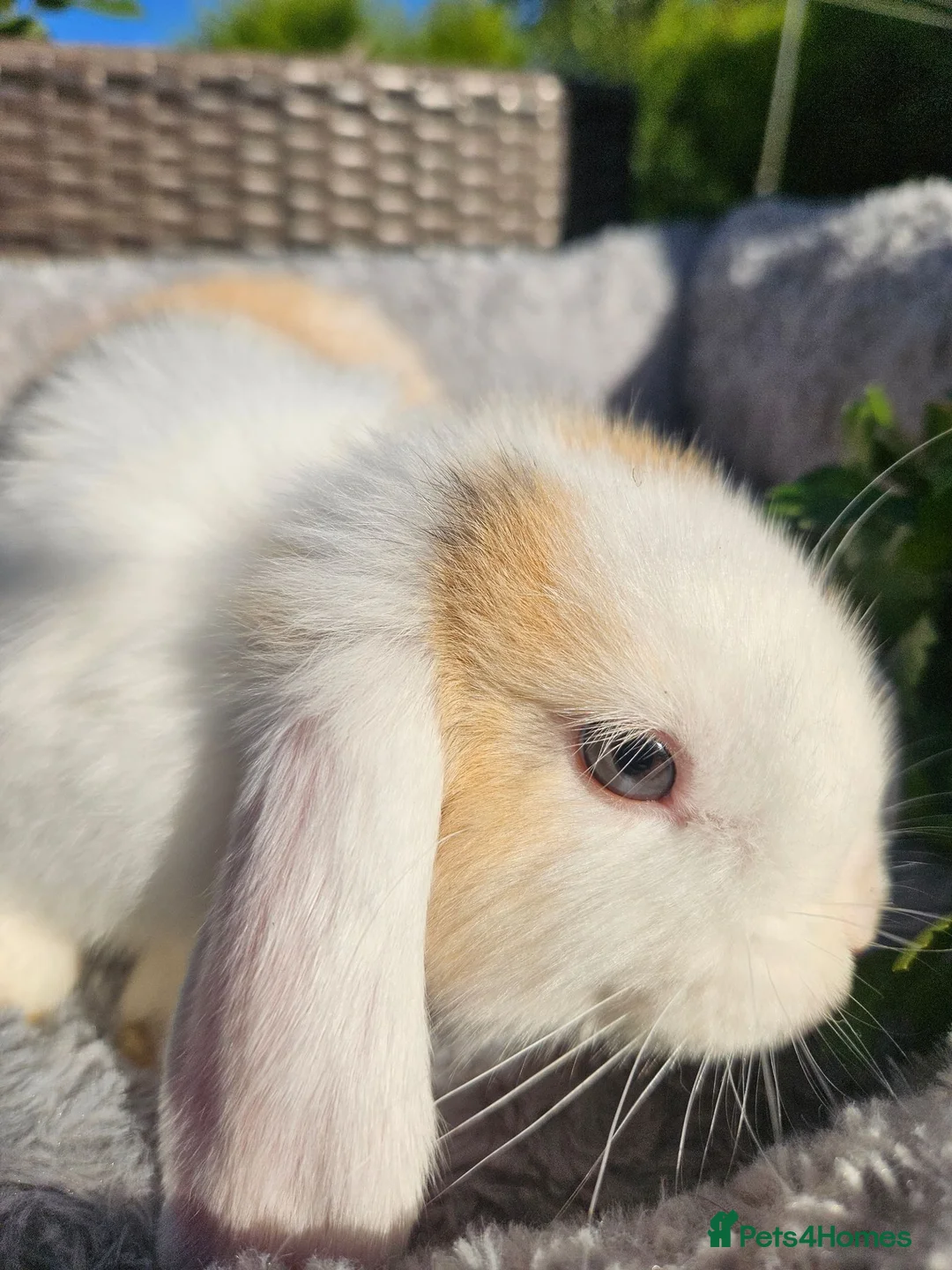 Mini Lop rabbits for sale: Beautiful mini lop boys and girls avalible in Ilkeston - Advert 1