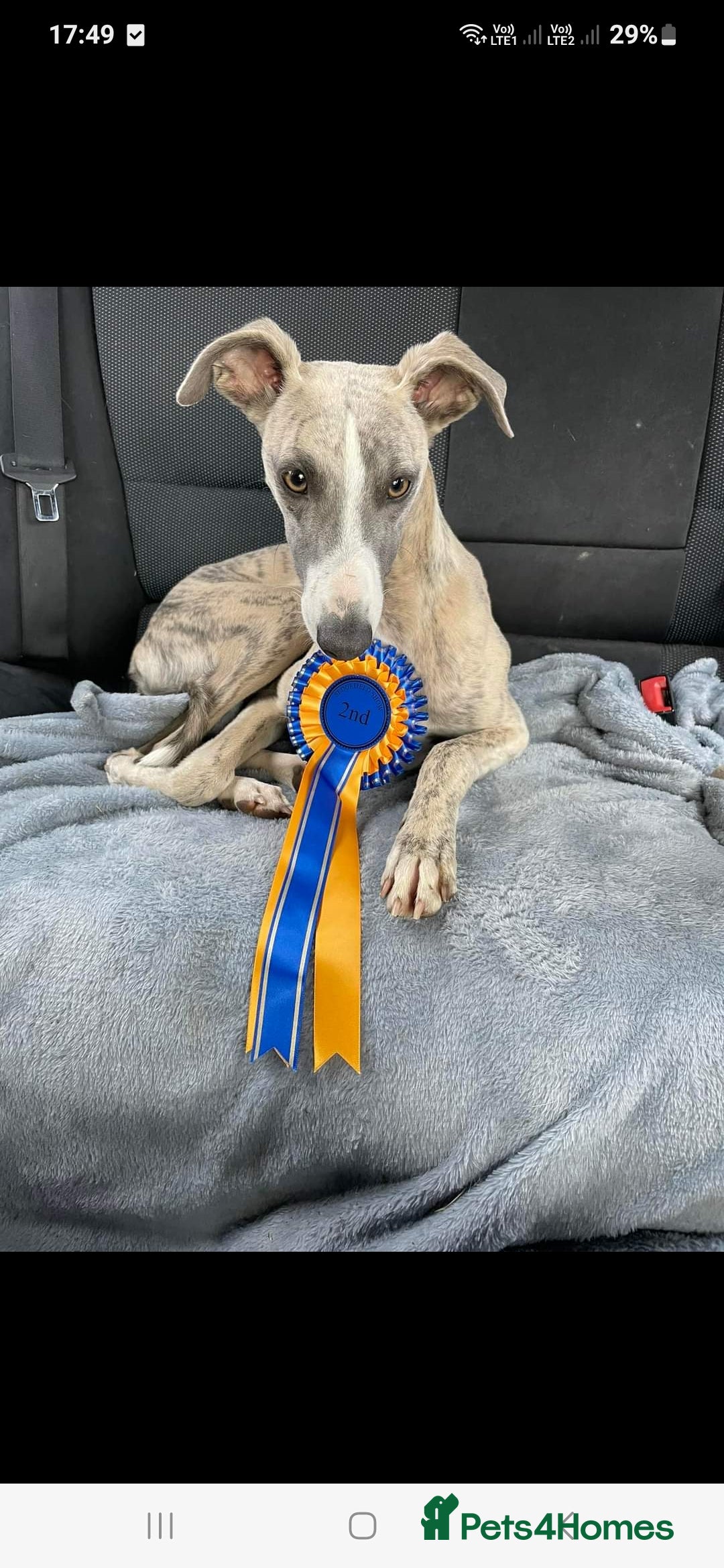 Whippet dogs for sale: Stunning whippet puppies  - Advert 21