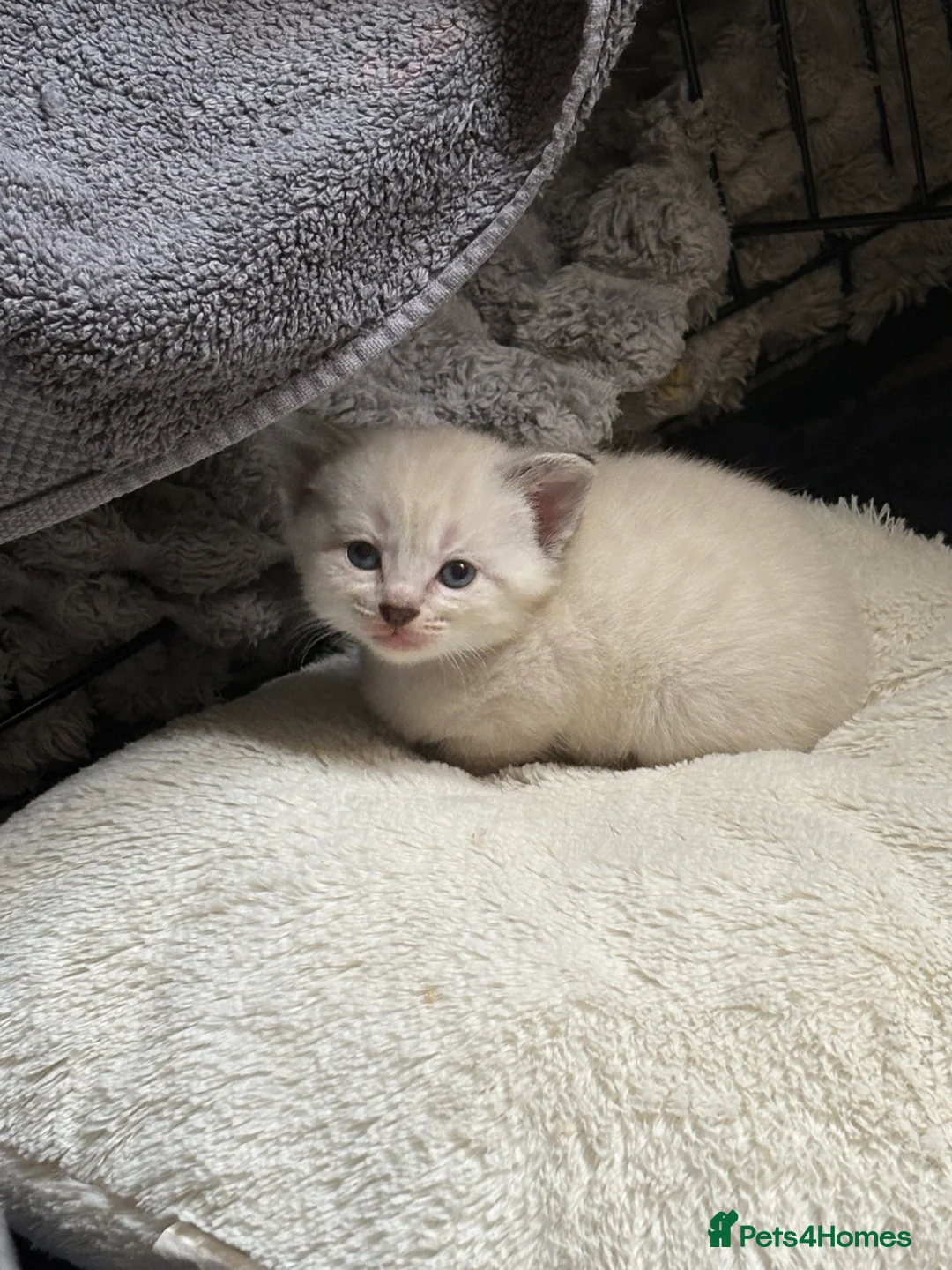 Mixed Breed cats for sale: 2 Girls 2 Males in Fleetwood - Advert 2