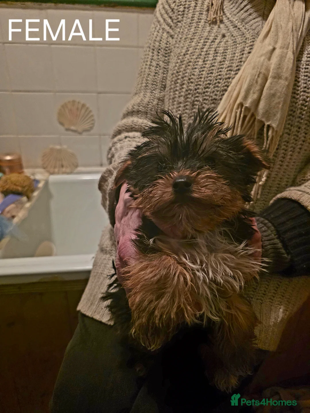 Yorkshire Terrier dogs for sale: Four Stunning Yorkie(Brewer) Pups Ready To Go Now! - Advert 6