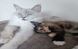 Maine Coon cats for sale: 🌟 Maine Coon Kittens Looking for Loving Homes 🌟 - Image 14